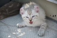 cat-kittens-feline-435670.jpg