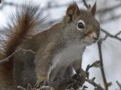 squirrel-animal-forest-branch-tree-300236.jpg