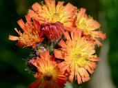 hawk-weed-orange-red-wild-flower-333409.jpg