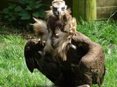 vulture-feathers-feather-bower-1703756.jpg