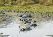 buffalo-asiatic-wild-mud-animal-335714.jpg