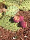 cactus-plant-flower-natural-1611945.jpg