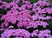 primrose-flowers-pink-1439762.jpg