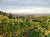 vineyard-vine-leaves-flat-autumn-1000964.jpg