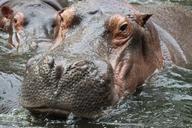 hippopotamus-hippo-animal-wild-979486.jpg