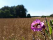 fields-bee-summer-nature-close-1596059.jpg