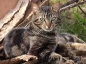 cat-animal-tabby-feline-outside-730171.jpg