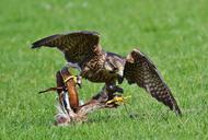 falcon-wildpark-poing-prey-access-1329739.jpg