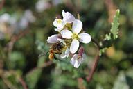 bee-flower-insects-pollen-629126.jpg