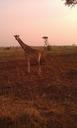 giraffe-safari-uganda-savanna-wild-192648.jpg