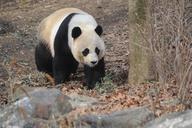 Panda-Bear-Smithsonians-Zoological-Park.jpg