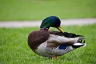 mallard-duck-bird-fowl-grass-782616.jpg