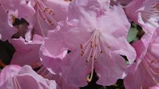 rhododendron-blossom-bloom-bud-43463.jpg