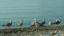 seagulls-sea-beach-birds-landscape-340730.jpg