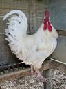 rooster-chicken-poultry-bird-white-1267208.jpg