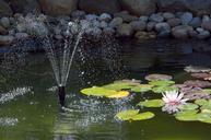 pond-fountain-water-lily-water-386485.jpg