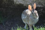 rabbit-bunny-hare-animal-easter-395126.jpg