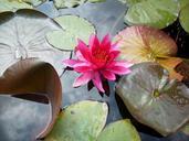 water-lily-eifel-water-nature-666585.jpg