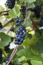 grapes-plants-berry-455228.jpg