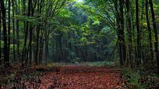 forest-fog-nature-602878.jpg