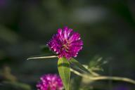 red-clover-flower-summer-nature-577229.jpg