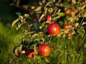 apples-fruit-red-eating-healthy-346121.jpg