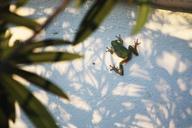 frog-wall-nature-camargue-green-574552.jpg