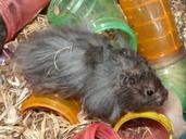 angora-hamster-black-rodent-402345.jpg