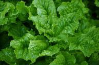 salad-green-food-eating-nature-547594.jpg