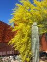 saguaro-ironwood-arizona-cactus-987238.jpg