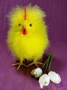 easter-chicks-chicken-hahn-cute-631515.jpg