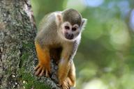 scented-monkey-primate-animal-1187566.jpg