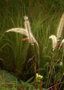 grass-ornamental-grass-vegetation-504990.jpg