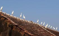 little-egret-bird-egret-621273.jpg