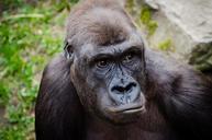 gorilla-ape-primate-wildlife-1022652.jpg