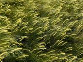 barley-field-cereals-plant-halme-896480.jpg