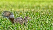 squirrel-animal-sciuridae-rodent-499194.jpg