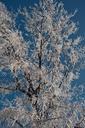 winter-hoarfrost-cold-nature-427301.jpg