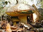 mushrooms-fungi-boletus-forest-186664.jpg