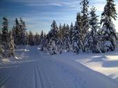 skiing-ski-nordic-snow-winter-1441497.jpg