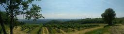 vineyard-vienna-panorama-summer-421780.jpg