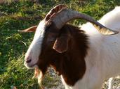 goat-billy-goat-horns-face-61766.jpg