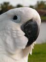 umbrella-cockatoo-bird-close-head-742714.jpg