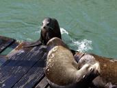 seal-animal-pacific-ocean-mammal-56470.jpg