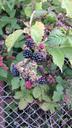 blackberries-berries-foliage-leaves-918289.jpg