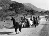 Llamas humahuaca 1920.jpg