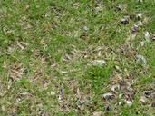 grass-lawn-floor-plant-natural-336308.jpg