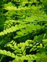 leaves-green-common-maple-8113.jpg