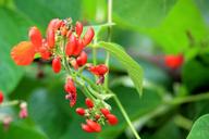 beans-bloom-blossom-bloom-garden-1619264.jpg