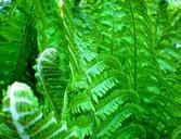 ferns-green-leaf-forest-nature-273322.jpg